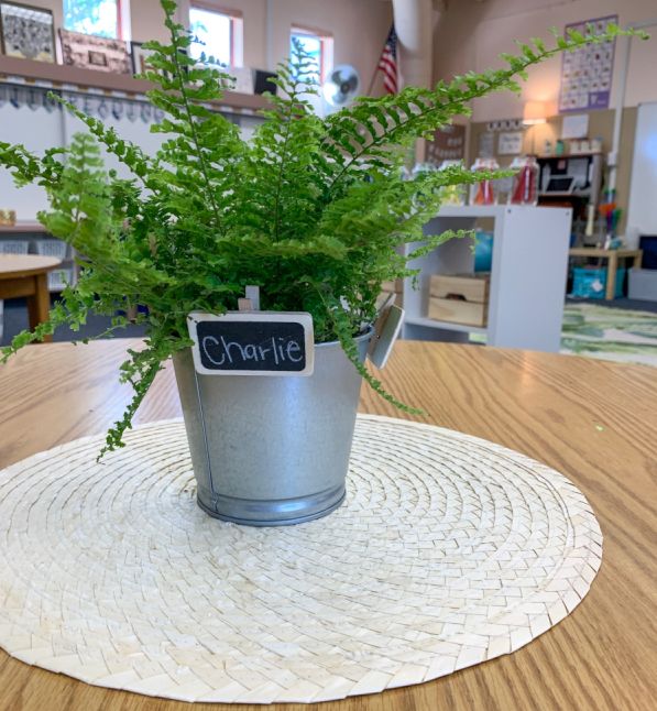 Potted plant with student name tag sitting on table